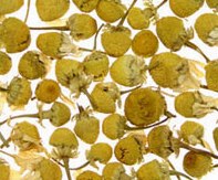 Chamomile - 4oz